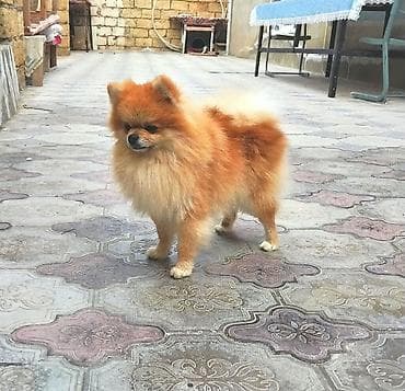 Heyvanlar üçün mallar: Şpitz, 2 ay, Erkek, Cütləşmə üçün — 5