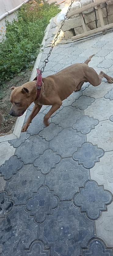 ev heyvanları satışı: Pitbul, 7 ay, Erkek — 2