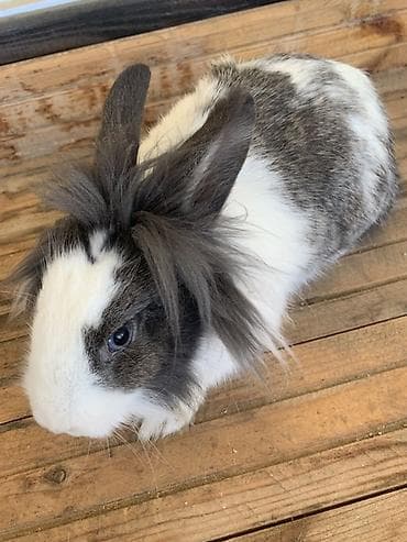dovşanlar: Satılır: Ev dovşanı (Lionhead qarışığı) Xüsusiyyətlər: - Cins/type — 2