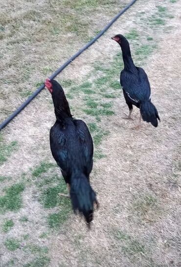 Heyvanlar üçün mallar: Xoruz, Heyratı, il: 1, Ödənişli çatdırılma — 18