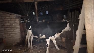 iri buynuzlu heyvan: Dişi, Holsteyn, il: 2, 180 kq, Südlük, Ünvandan götürmə — 3