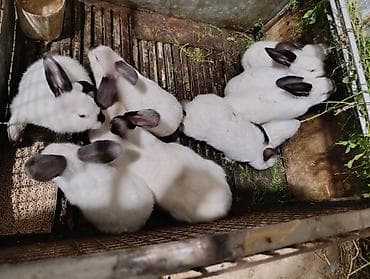 ov iti type 0 per page 40: Holland lop ve yerli cins dovsanlar 1 ayları tamam olmayib.mini — 7