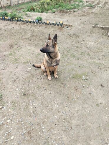 купить собаку малинуа: Бельгийская овчарка, 1 год, Самовывоз — 2