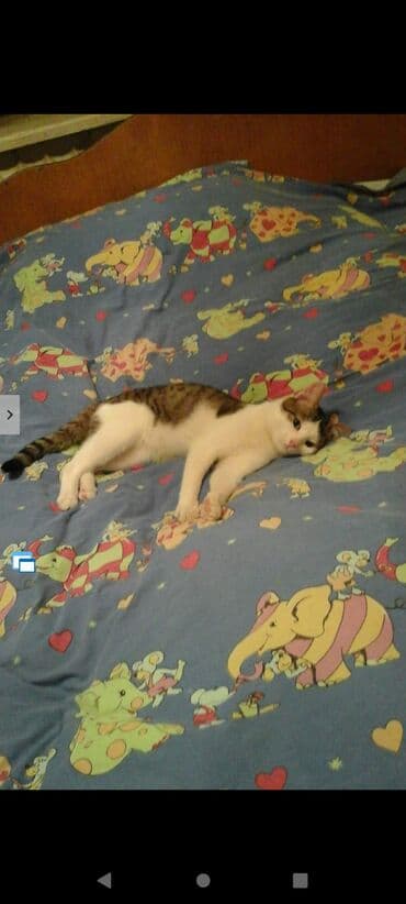 Другие животные: Самец, В добрые руки, Бесплатная доставка — 4