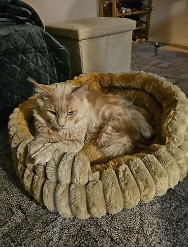 gence it: Yumuşaq, qalın və tüklü itlər və pişiklər üçün yataq. XL ölçü — 3