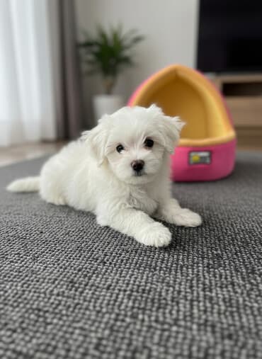 5 ay, Dişi, Pulsuz çatdırılma