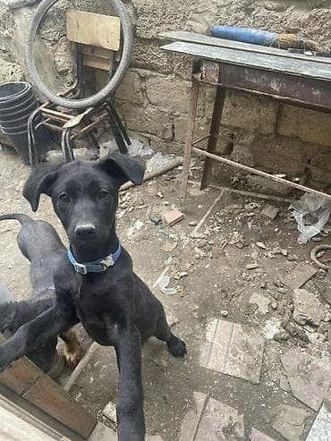 ayi sekilleri: Labrador-retriver, 7 ay, Peyvəndli — 6