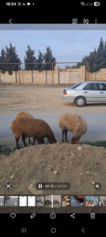 Tavalar: Qoyun sürüsü satılır - Cins: yerli qarabaş/köhnəxırda tipli (qəhvəyi — 2