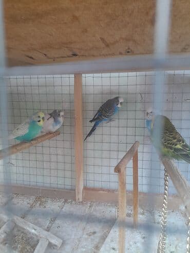 babil quşu: Korella 40 azn
valnitsi 10 azn — 4