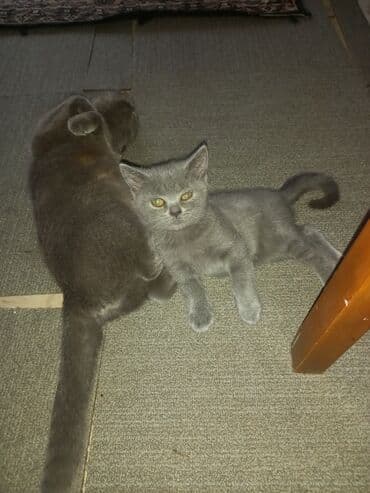 sarı pişik: Şotland, Dişi, Yaxşı əllərə, Ünvandan götürmə — 4