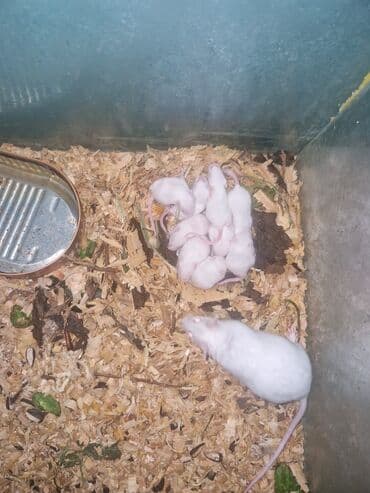 deniz donuzu: Ağ albinos siçanlar – ev heyvanı və ya yetişdirmə üçün - Rəng: tam ağ — 2