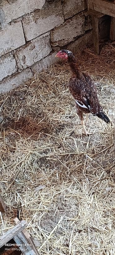 akula sekilleri: Toyuq, Brama, Yumurtalıq — 6