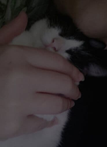 уничтожение блох: В добрые руки — 3