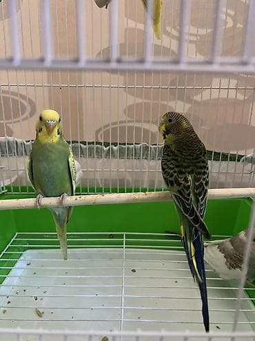 bezekli qoyun sekilleri: Mehebbet qusları 4quş qefesı ve diger aksesuarları ile birge 40azn — 1