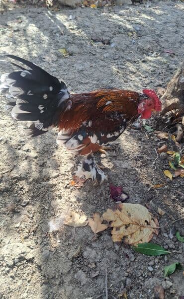 xoruz toyuq: Xoruz, il: 1, Pulsuz çatdırılma — 6