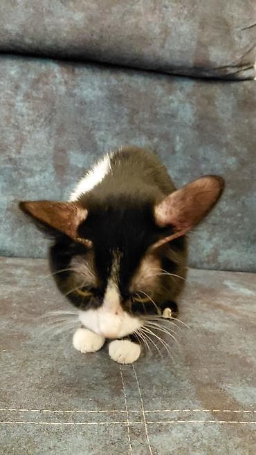 pişik həkimi: Dişi, Yaxşı əllərə, Ünvandan götürmə — 2