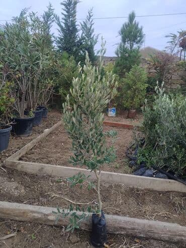 shit: Dekarativ bitgilerin satişi — 5