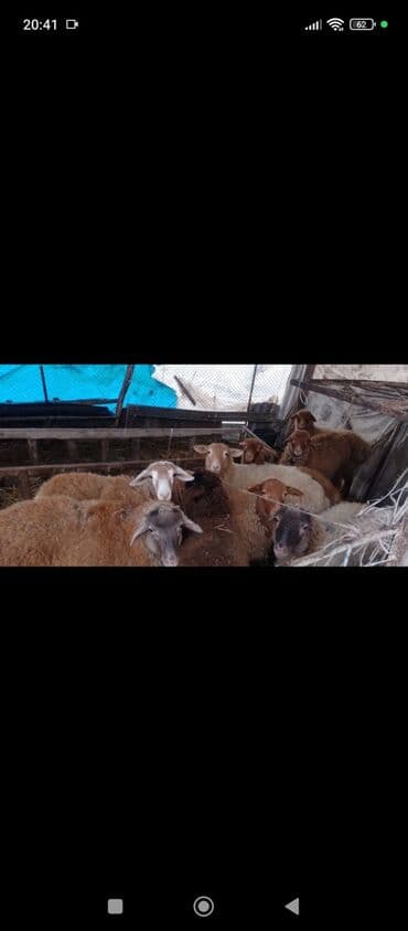 dovşan şəkili: Qoyun sürüsü – ətlik və damazlıq üçün - Növ: qarışıq yerli qoyunlar — 2