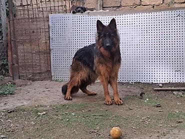 Alman çoban iti, 1 ay, Erkek, Ödənişli çatdırılma — 2