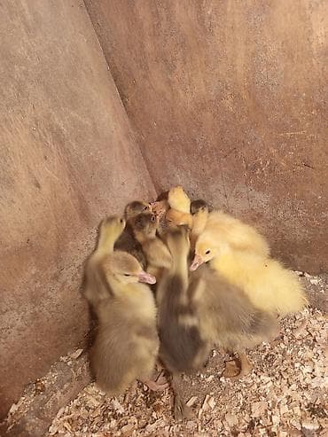 Kənd təsərrüfatı quşları: Məhsul: Qaz balaları Təsvir .salam 7 ədəd 20 günlük qaz balası 13 — 4