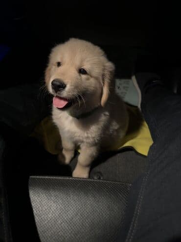 itler ucun qurd dermani: Retriever, 4 ay, Erkek, Peyvəndli — 5