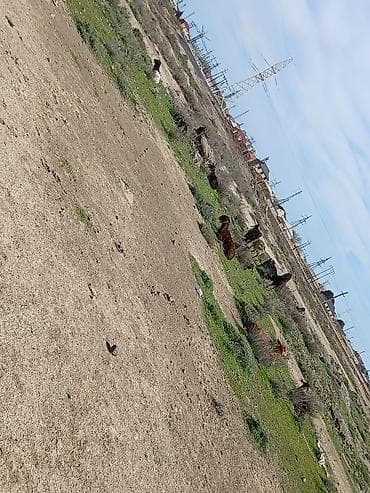 ucuz quslar: Qoyun-keçi sürüsü satılır - Təsvir: Açıq otlaqda saxlanılan qarışıq — 6