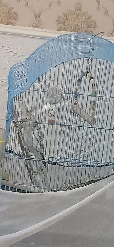 попугай жако купить в баку: 2 QƏFƏS SU QABLARI GÜZGÜ BİR SÖZLƏ TAM AKSESUARLARINymph paraket — 6