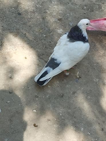 goyercinler: Saqlam qusdardi sec gotur 15m basqa qusdarda var — 3