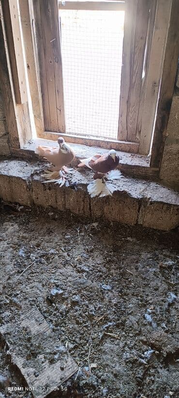 Digər quşlar: Cütü 50 m tam sağlamdilar iri lələkli quşlardi — 2