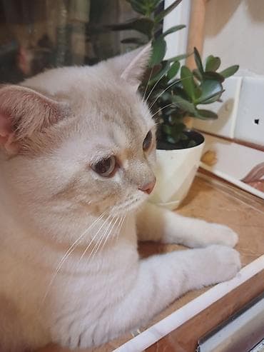 pişik satilir: Britan — 3