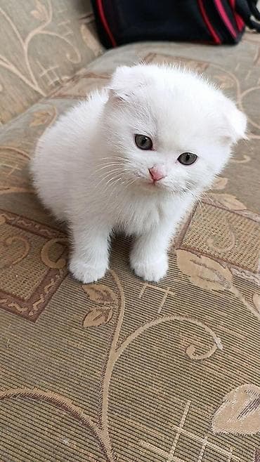 Şotland yastı qulaq lalafo.az -da Şotland yastı qulaq