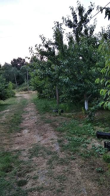 basavik satisi: 90 sot, Kənd təsərrüfatı, Mülkiyyətçi, Kupça (Çıxarış) — 8