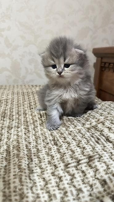 şotlan pişik: Şotland uzun tüklü — 3