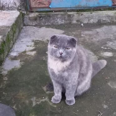 Şotland yastı qulaq lalafo.az -da Şotland yastı qulaq