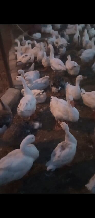 ozturkler qaz: Dişi, Damazlıq — 4