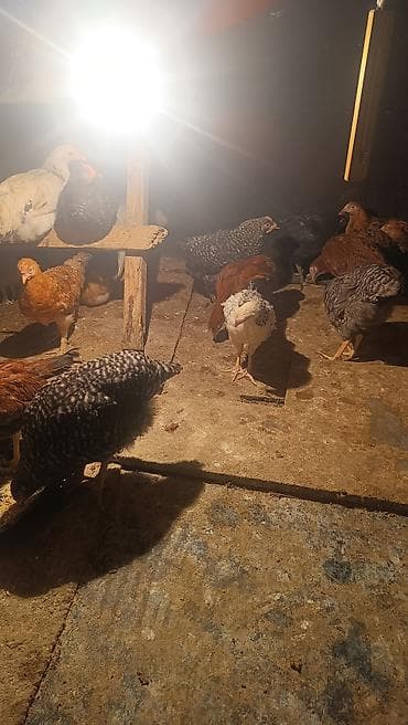 pisik gence: Xarkof cucsi var afstrlok cucsi var razlsram qimtni — 3