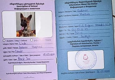 tutuquşu satışı az: Alman çoban iti, 9 ay, Dişi, Peyvəndli — 3