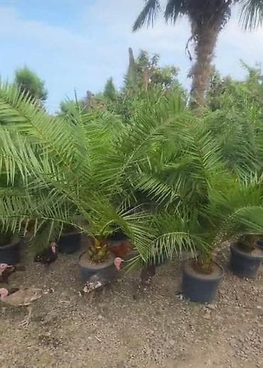 puste agaci: Xurma xurması (Phoenix dactylifera/dekorativ xurma) – iri, sıx — 3