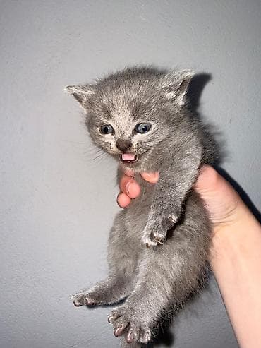 sarı british: Britan — 3