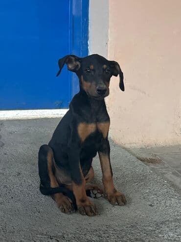 pitbull tap az: Доберман — 6