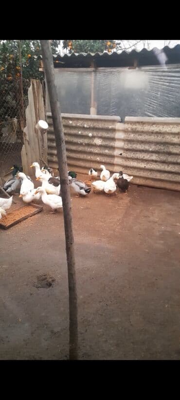 lal ordek yumurtası: ALLAH Hərkəsin Malına Bərəkət versin kənd şərayitində saxlanılmış — 3