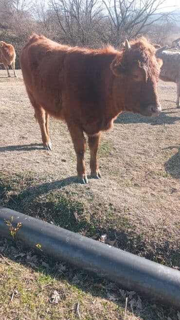 satilik inekler: Dana, buzov, Dişi, ay: 12, Damazlıq, Ünvandan götürmə — 4