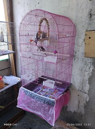 Yuvalar: Çəhrayı rəngdə, qübbə formalı quş qəfəsi. İçərisində taxta tüngləri — 1