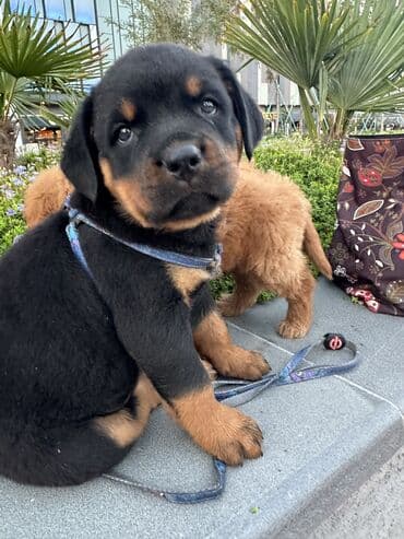 it cutlesdirmek: Rotveyler, 1 ay, Erkek — 17