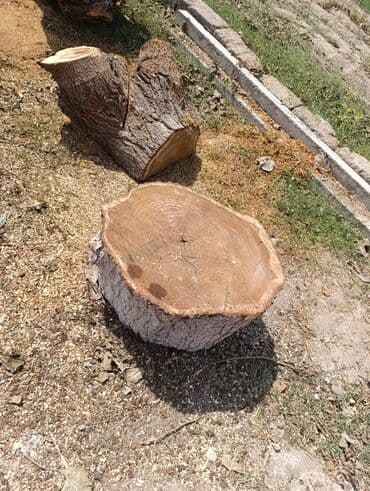 odun kesen mator: Məhsul: TUT ağacı gövdəsi kəsiyi Xüsusiyyətlər: - Təbii gövdə — 6
