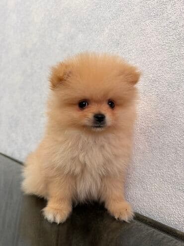 отдам хаски в добрые руки: Pomeranian (Spitz) balası - Rəng: krem/şam rəngi - İncə, yumşaq — 1