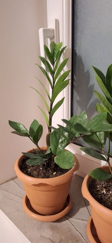 şaxtagülü qiyməti: Zamioculcas (dollar gülü).Qiymet 10 manat — 1
