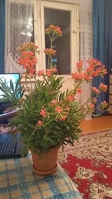 Qapalı məkan üçün dekorativ saksı bitkisi – sarı-şaftalı rəngli xırda