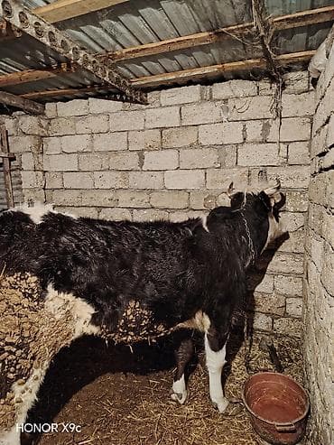 Qaramal – erkək/dişi inək (qara-ağ rəngli) - Növ: iri buynuzlu