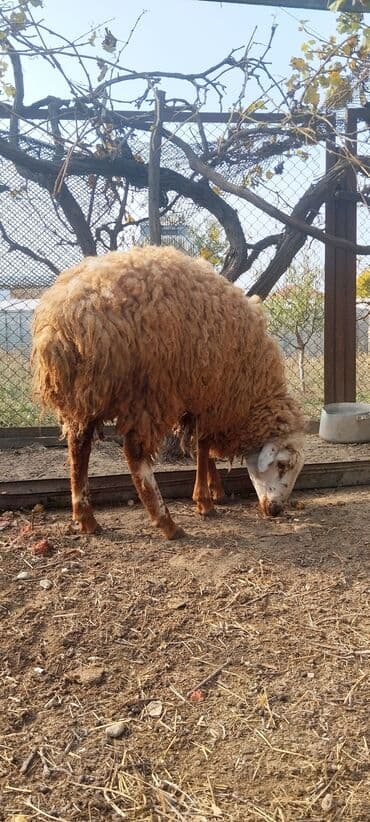 cücə su qabı: Erkek quzular satilir7 ayliqdilar tam sağlamdilar.Arpa yonca ile — 1